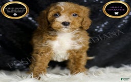 Mini Goldendoodle dogs for sale: Flashy - Image 1