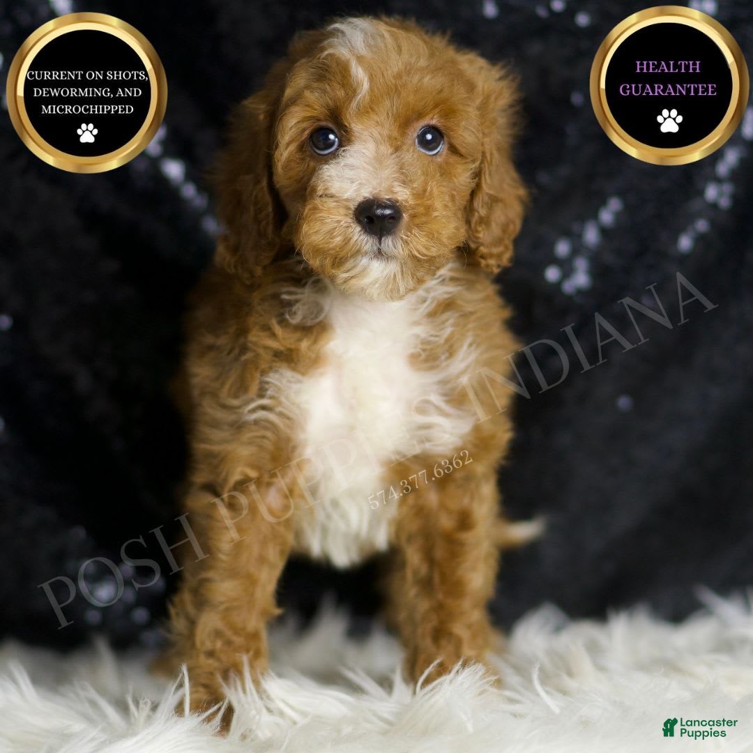 Mini Goldendoodle dogs for sale: Flashy - Image 1