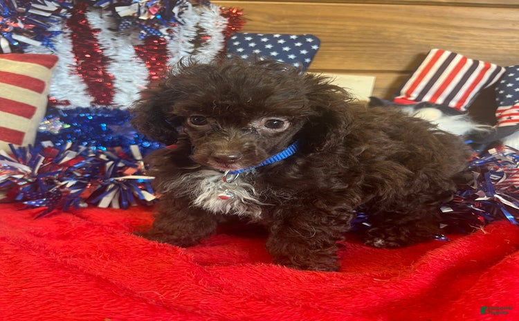 Toy Poodle dogs for sale - Ad 3