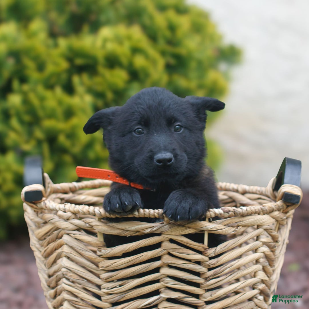 Belgian Malinois dogs for sale: Dash - Image 1