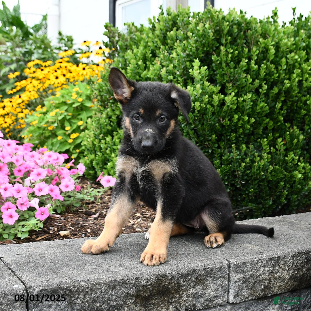 German Shepherd dogs for sale: Scarlet - Image 4