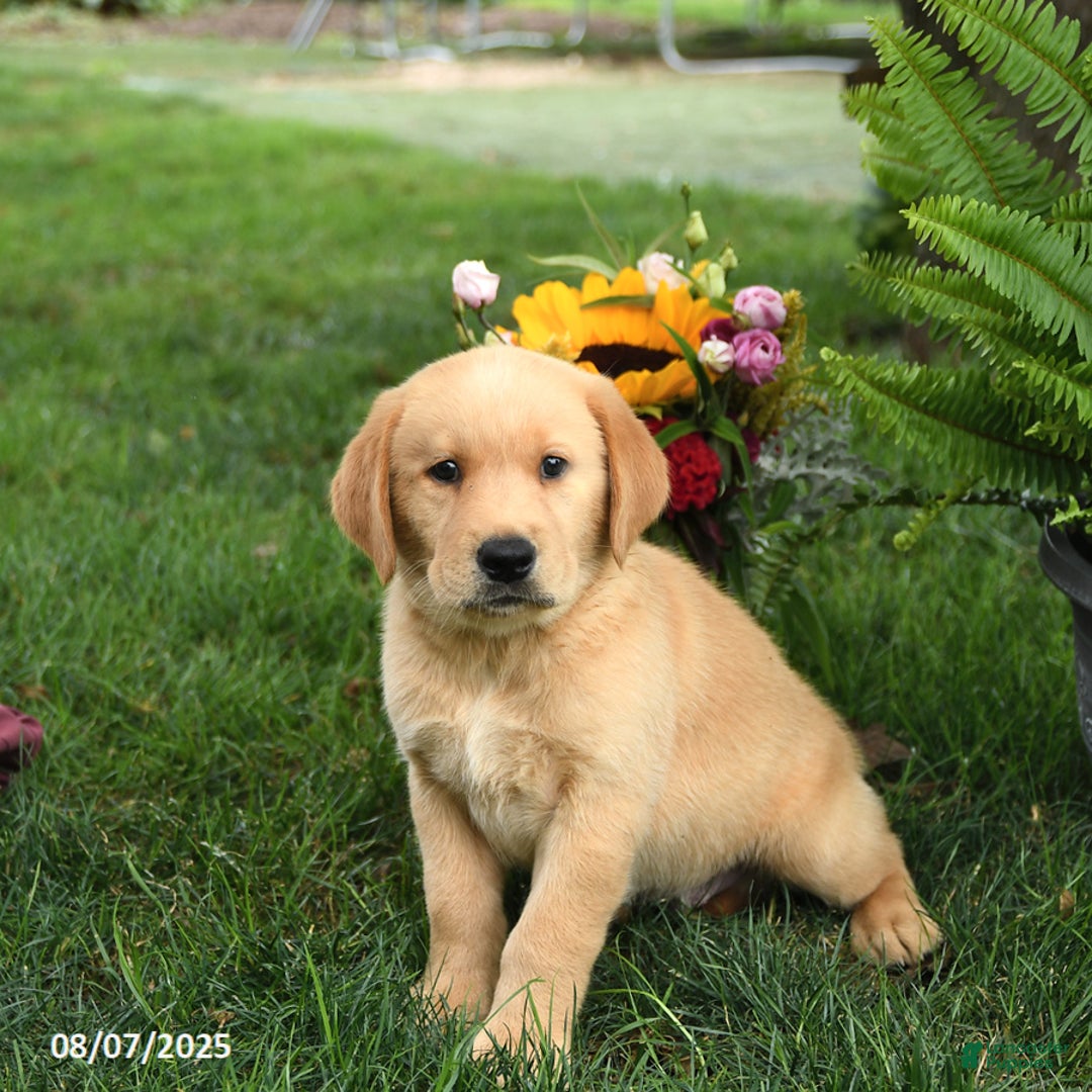 Goldador dogs for sale: Goldador 7 puppies - Image 4