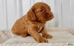 Cockapoo dogs for sale: Female Three - Image 3