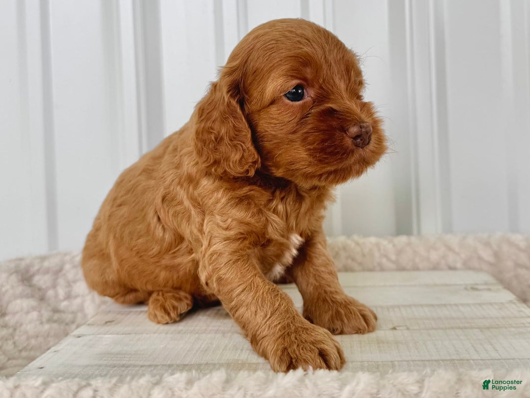 Cockapoo dogs for sale: Female Three - Image 3