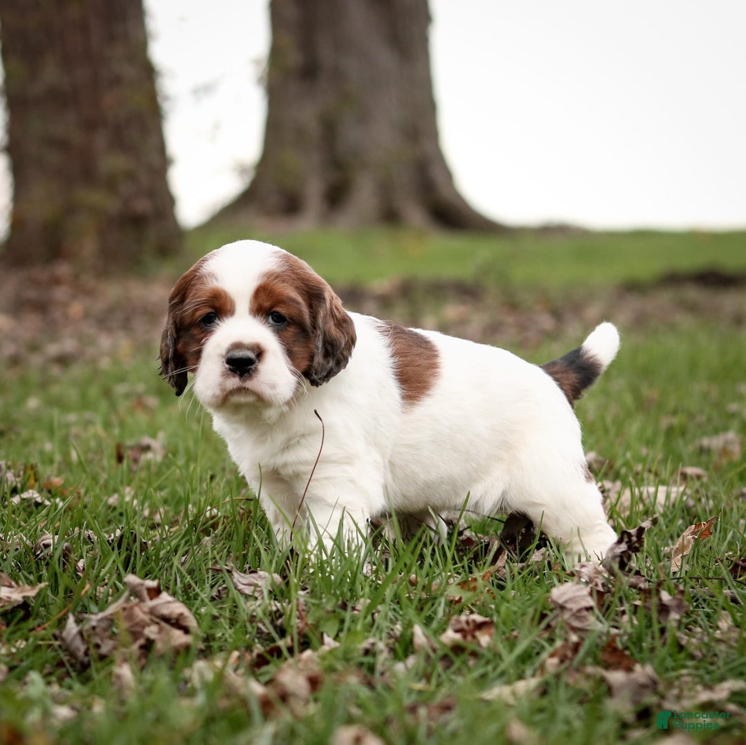Saint Berdoodles dogs for sale: Bianca - Image 4