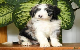 Aussiedoodle dogs for sale: Tucker - Image 10