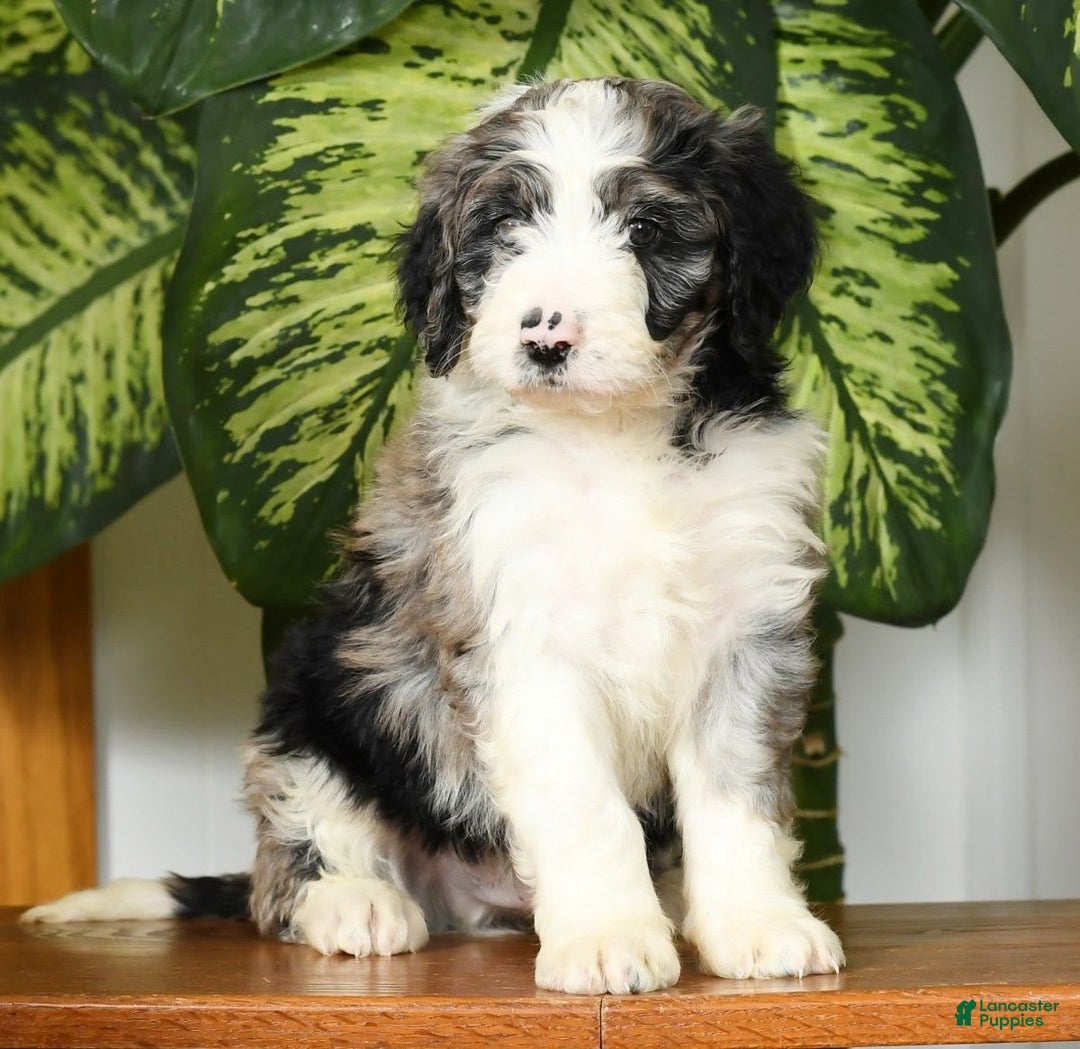Aussiedoodle dogs for sale: Tucker - Image 10