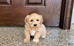 Maltipoo dogs for sale: Darling - Image 6