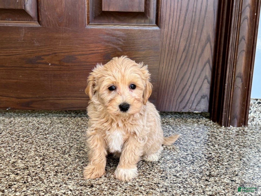 Maltipoo dogs for sale: Darling - Image 6