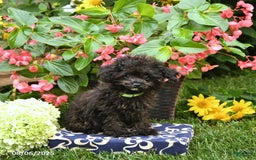 Toy Poodle dogs for sale: Violet - Image 5