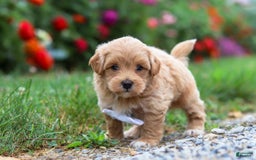 Maltipoo dogs for sale: Tommy - Image 4