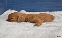 Cavapoo dogs for sale: King - Image 8