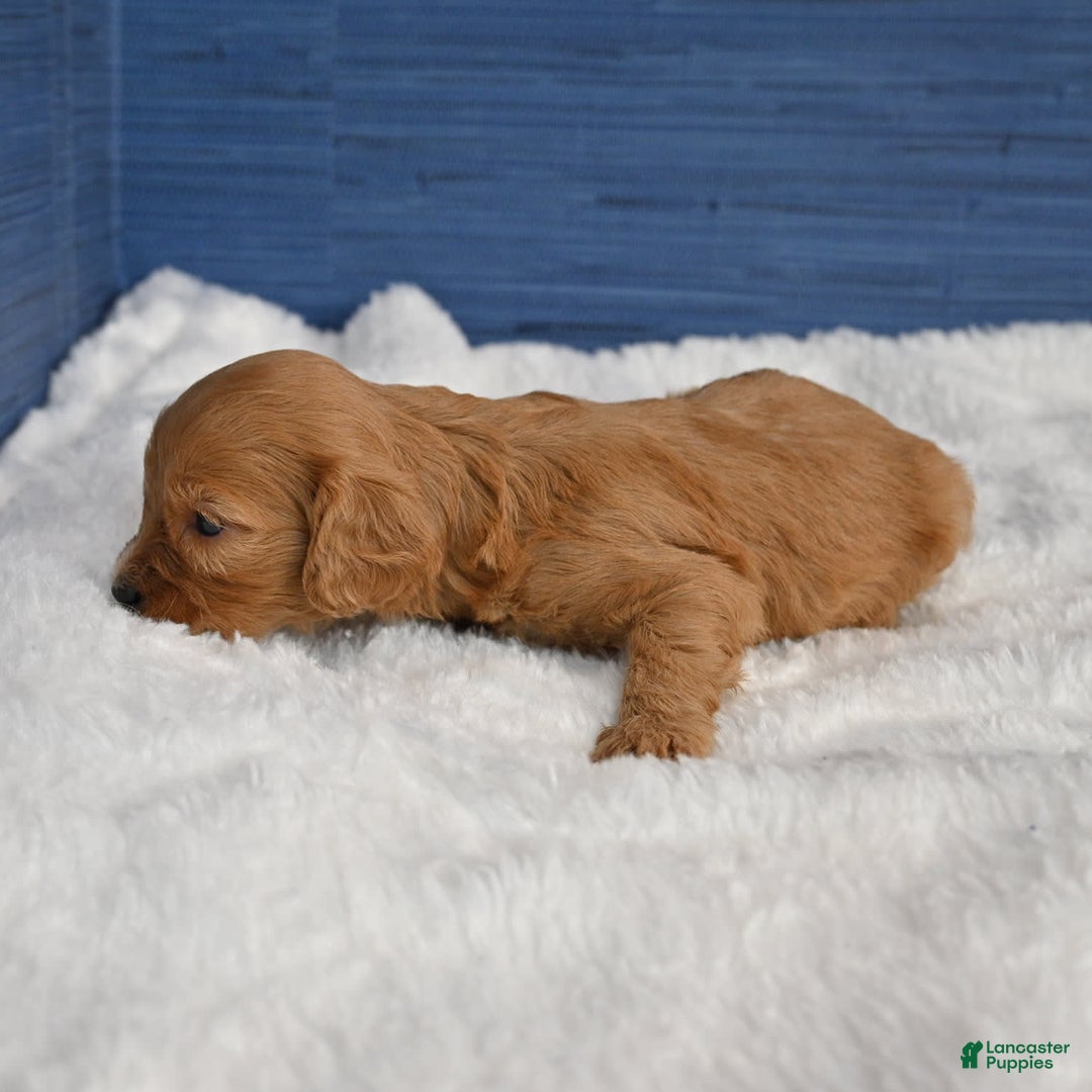 Cavapoo dogs for sale: King - Image 8