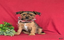 Shorkie dogs for sale: Cruz 9 Lbs Full Grown - Image 8
