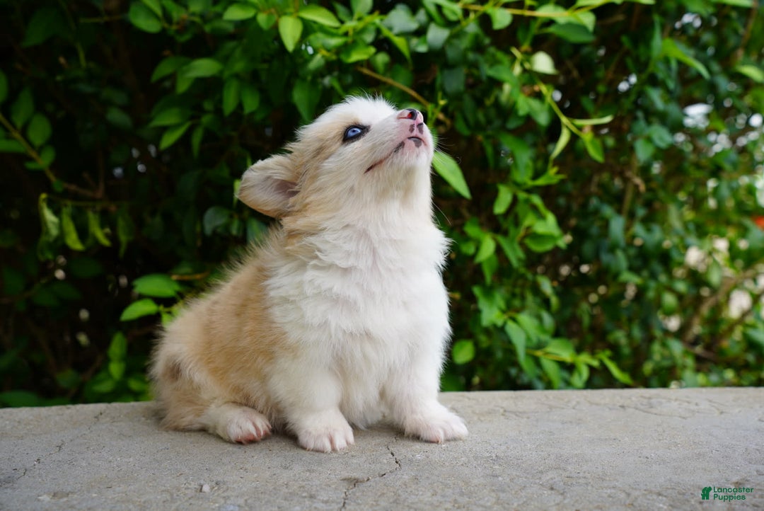 American Corgi dogs for sale: Copper - Image 5