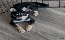 Alaskan Klee Kai dogs for sale: Naymeria - Image 10
