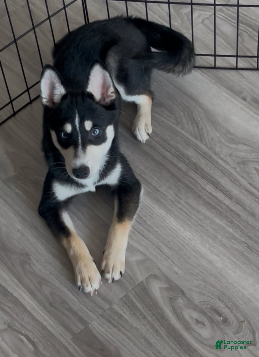 Alaskan Klee Kai dogs for sale: Naymeria - Image 10