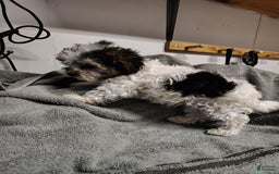 Morkie dogs for sale: Tiny Tim - Image 12