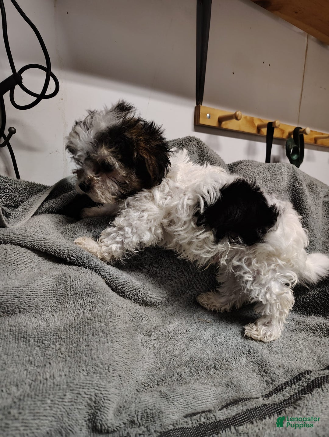 Morkie dogs for sale: Tiny Tim - Image 12