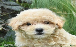 Maltipoo dogs for sale: Flori - Image 5
