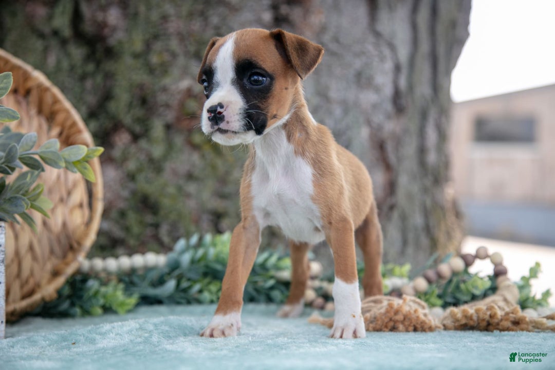 Boxer dogs for sale: Fable - Image 2
