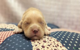 Cockapoo dogs for sale: Fishlegs - Image 14