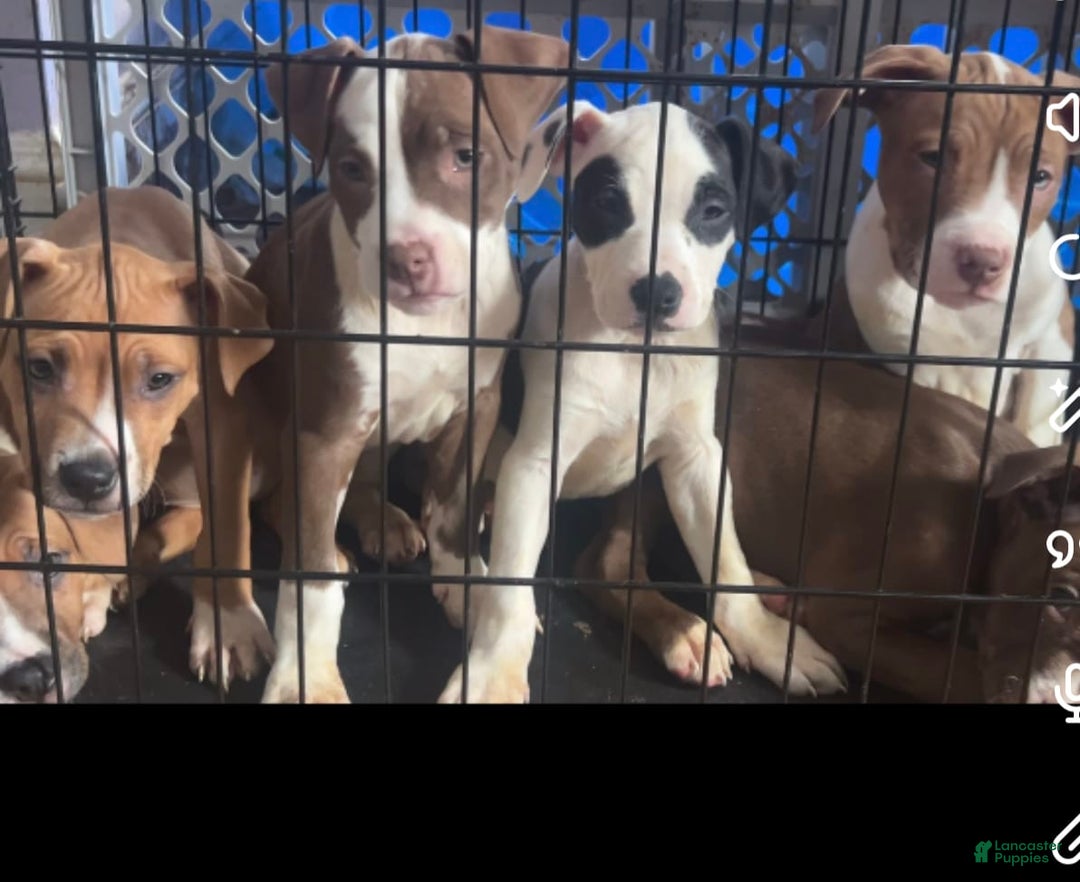 American Pit Bull Terrier dogs for sale: Chole - Image 2