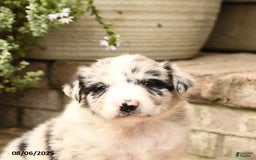 Border Collie dogs for sale: Max - Image 2