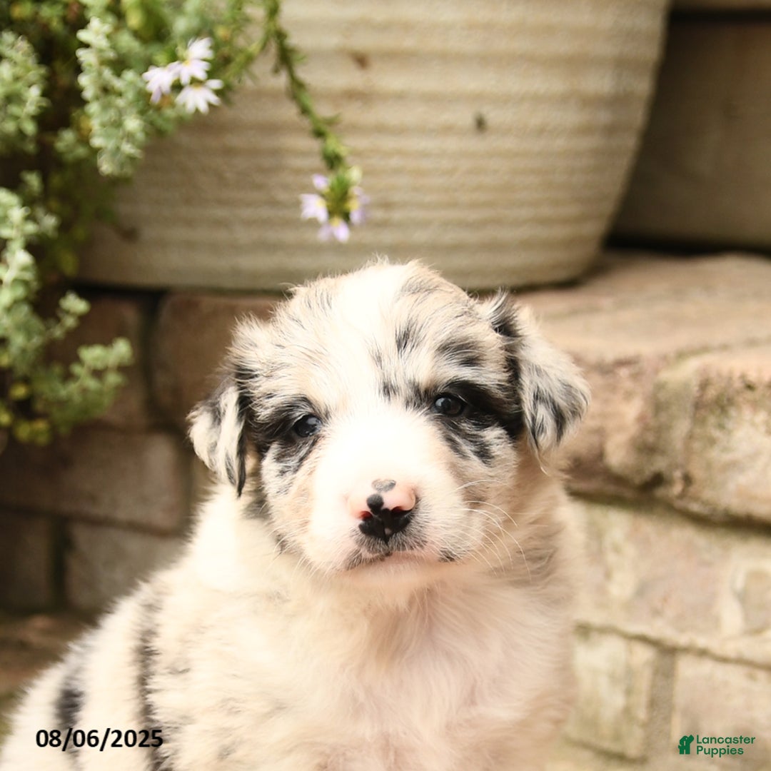 Border Collie dogs for sale: Max - Image 2