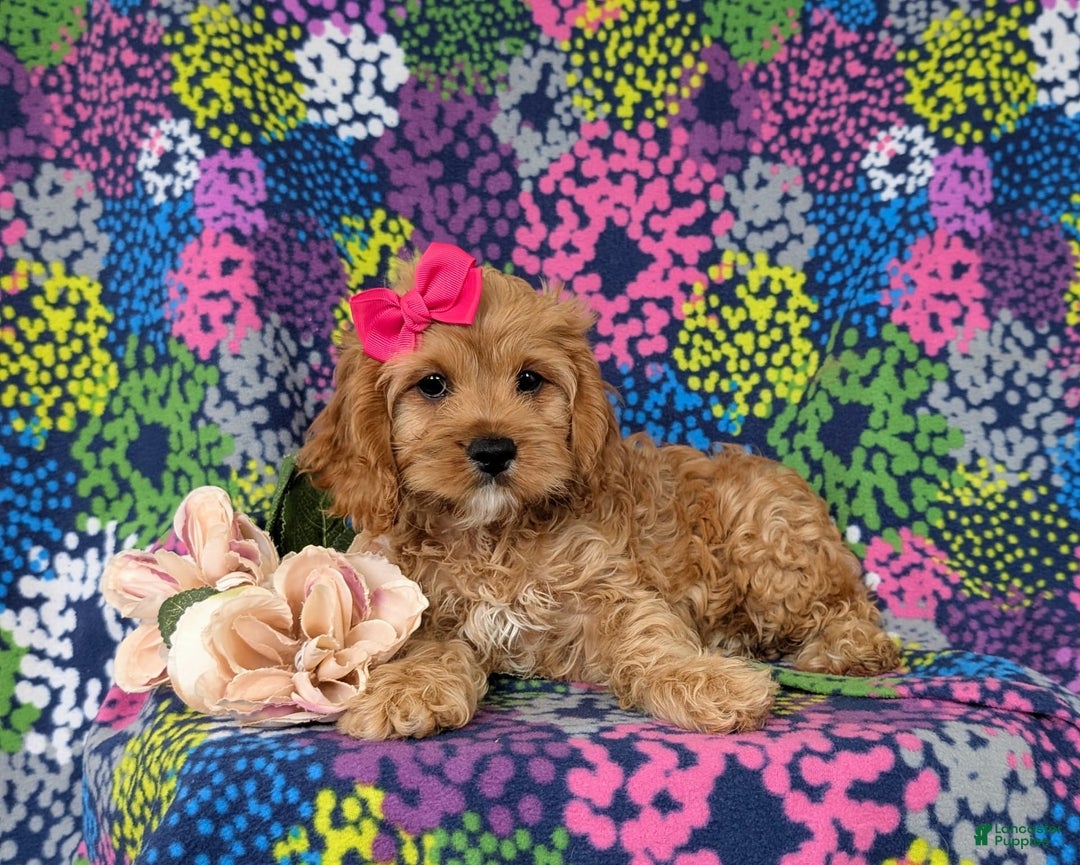 Cockapoo dogs for sale: Ella - Image 7