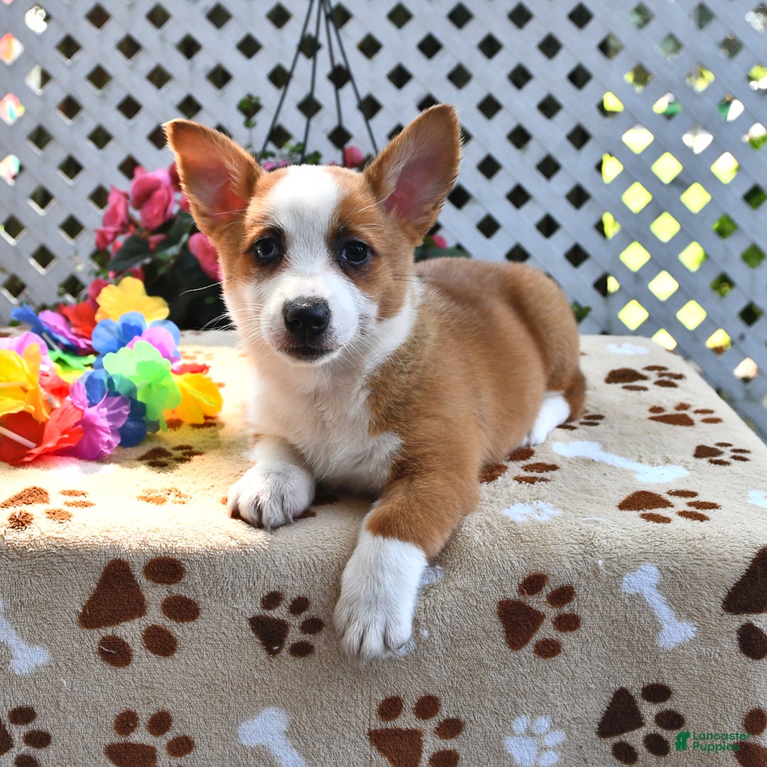 Welsh Corgi Pembroke dogs for sale: Ava - Image 2