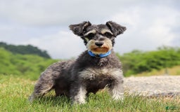 Miniature Schnauzer dogs for sale: Denver - Image 21