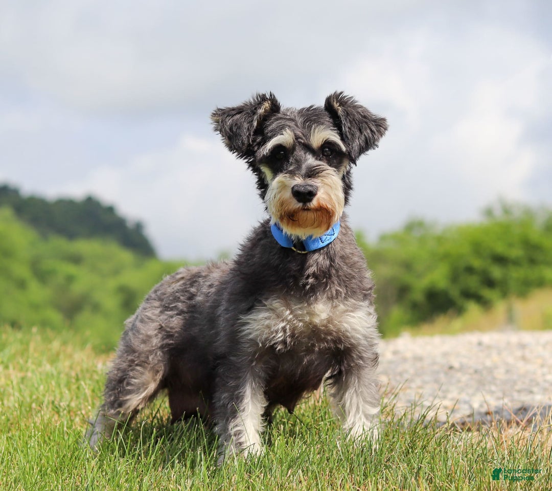 Miniature Schnauzer dogs for sale: Denver - Image 21