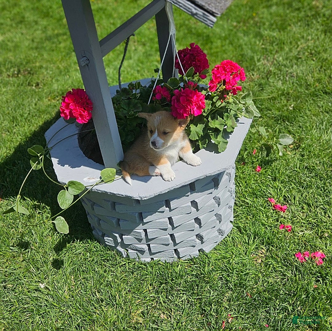 Welsh Corgi Pembroke dogs for sale: Popcorn - Image 2