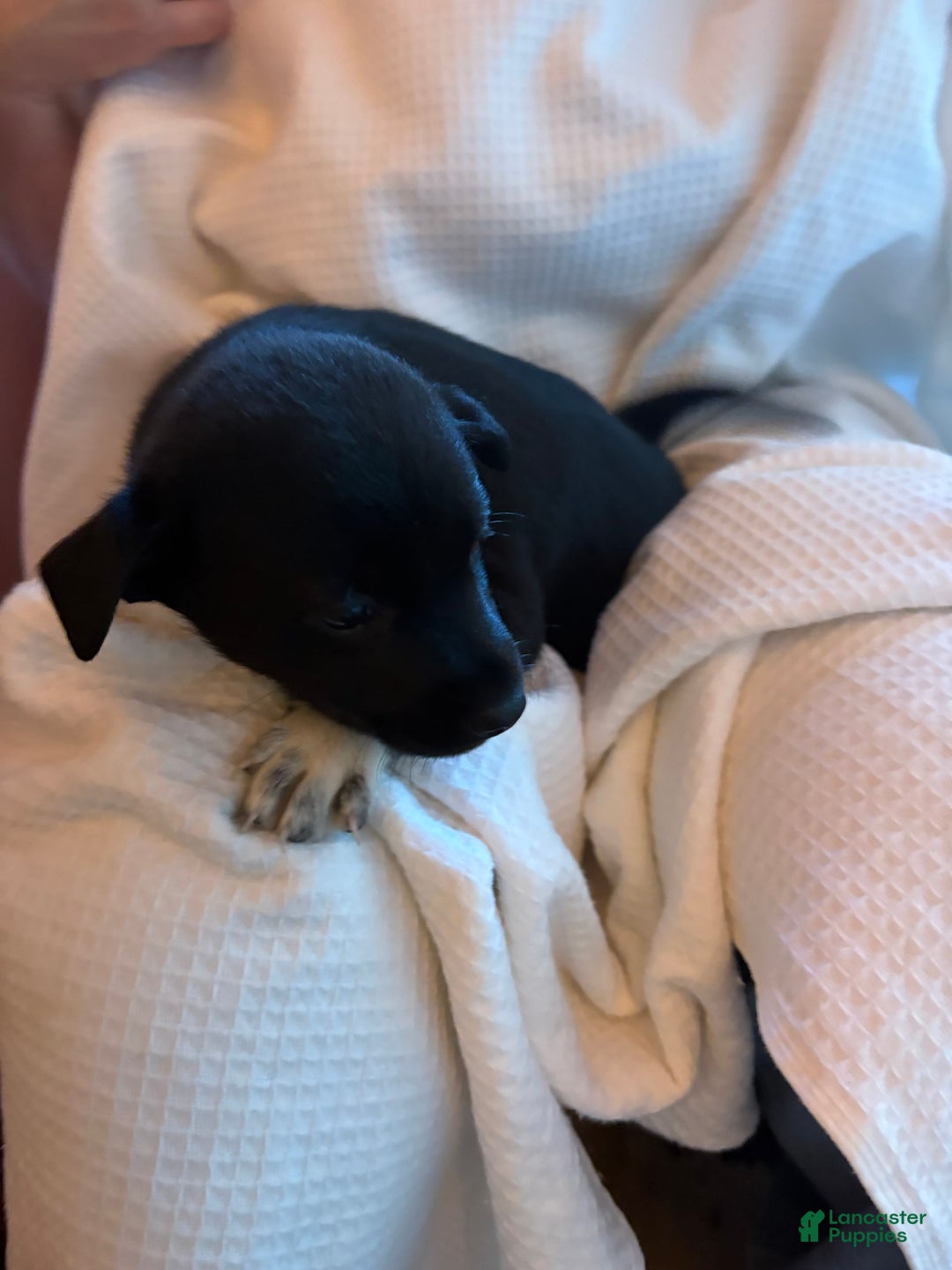 Shiba Inu dogs for sale: Asa - Image 1