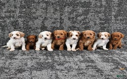 Mini Goldendoodle dogs for sale: Dallas - Image 1