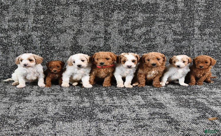 Mini Goldendoodle dogs for sale - Ad 1