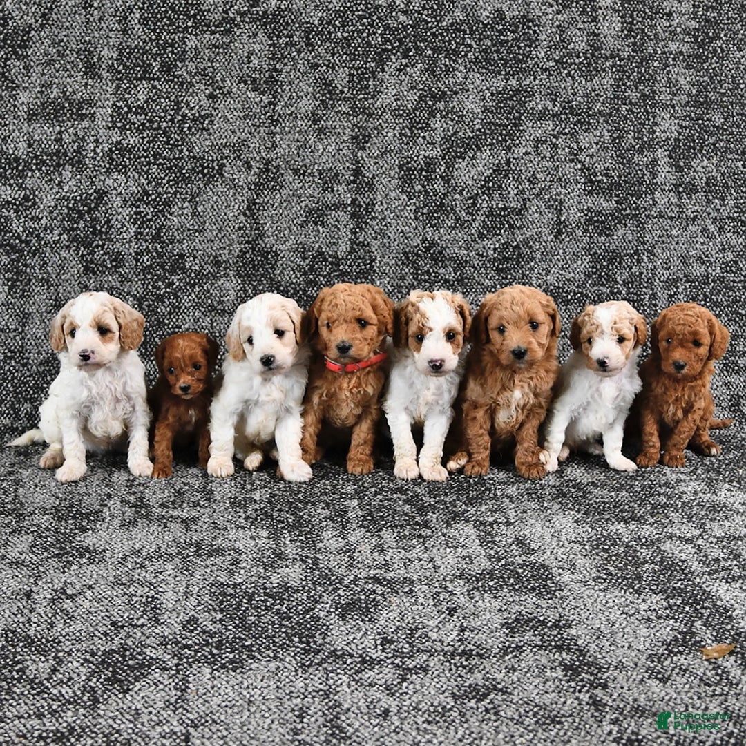 Mini Goldendoodle dogs for sale: Dallas - Image 1
