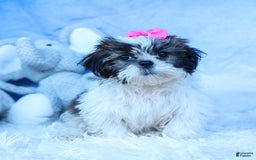 Shih Tzu dogs for sale: Bethany - Image 2