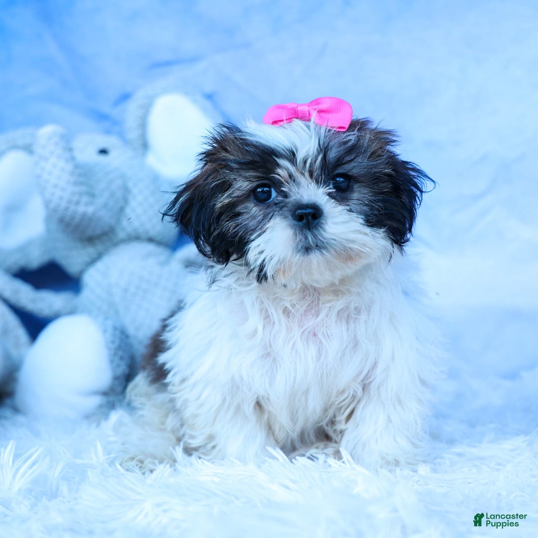Shih Tzu dogs for sale: Bethany - Image 2