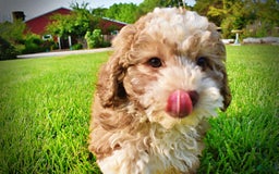 Havapoo dogs for sale: Webster - Image 10