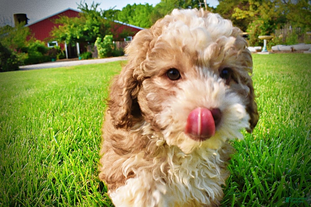 Havapoo dogs for sale: Webster - Image 10