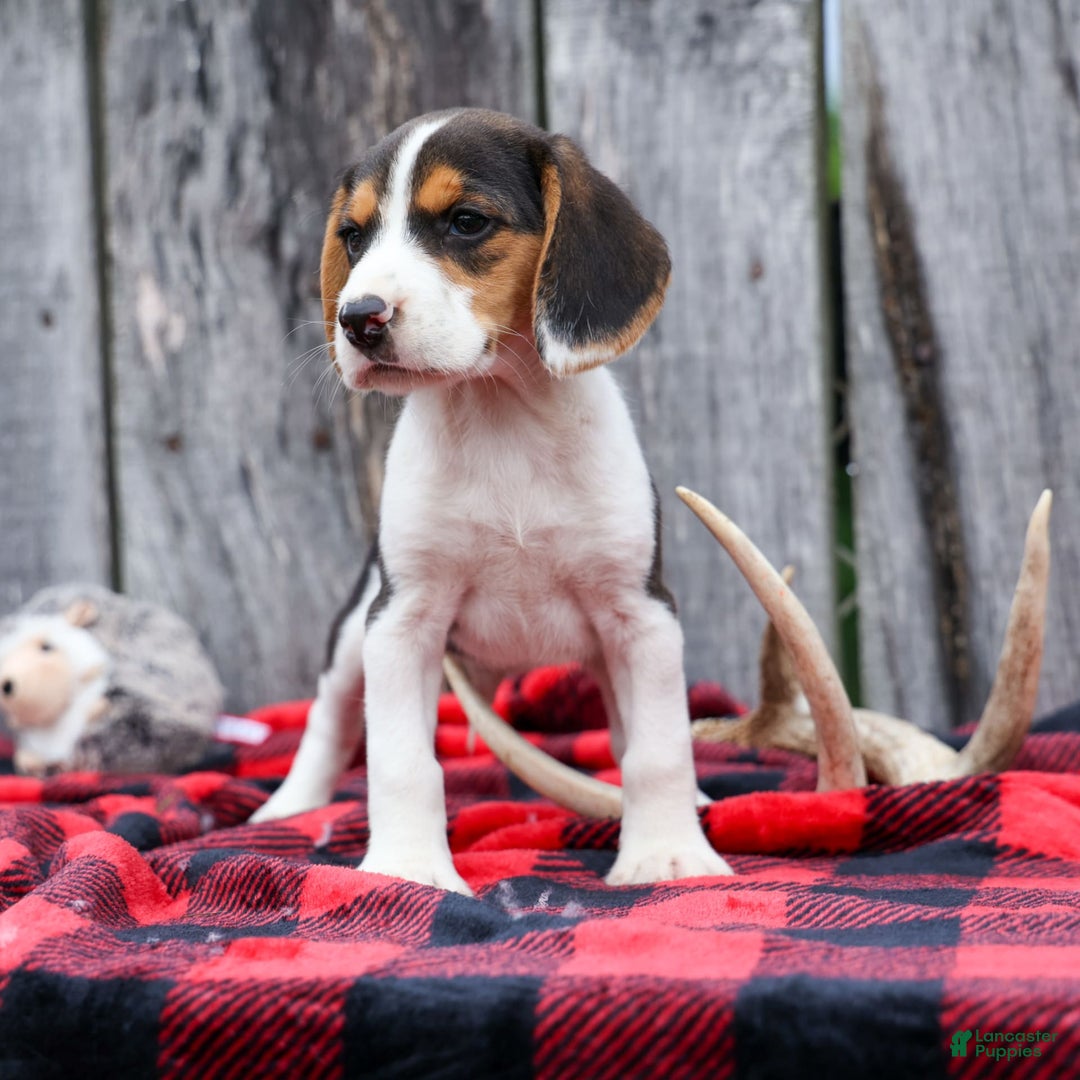 Beagle dogs for sale: Kit Kat - Image 23