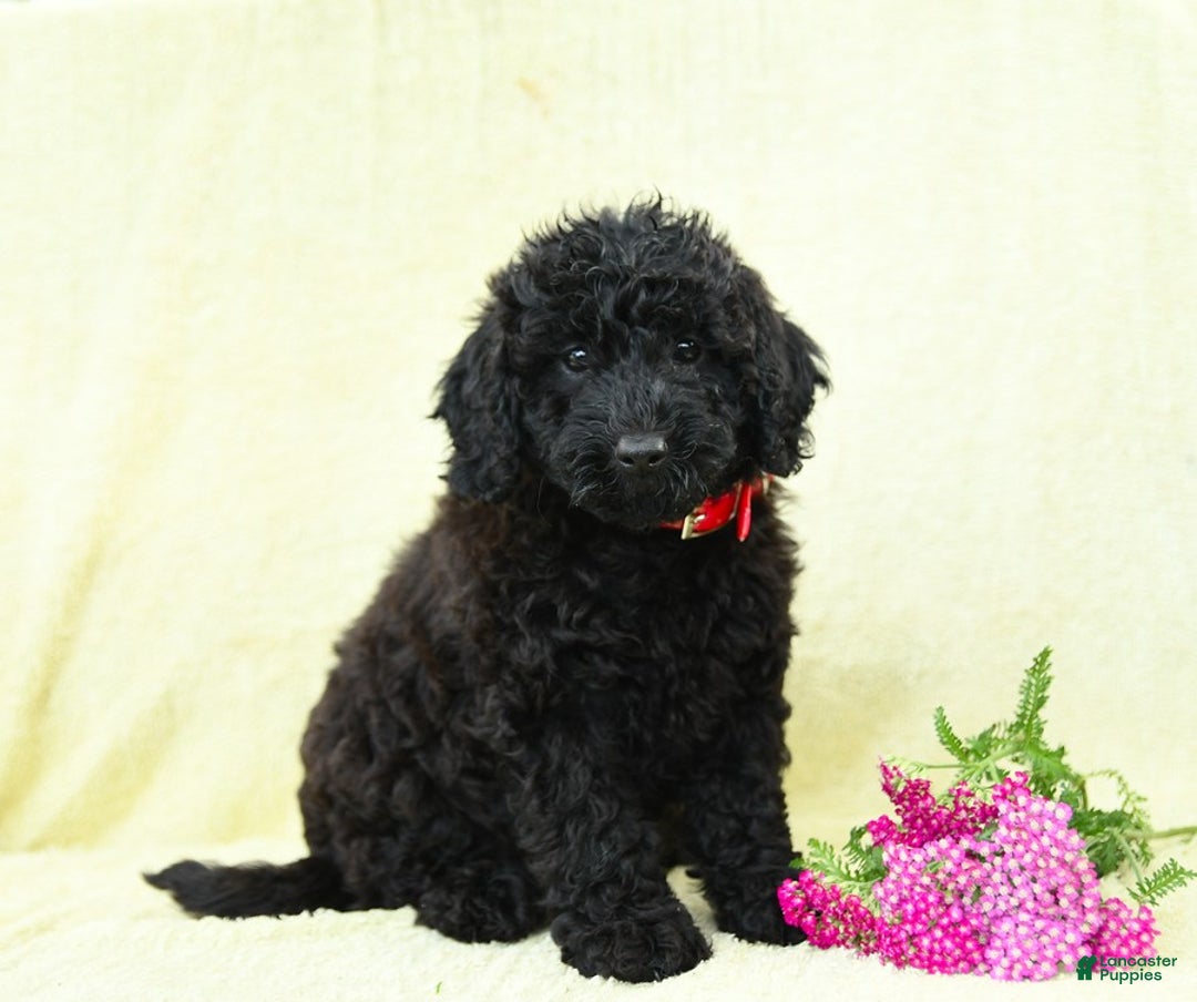 Cavapoo dogs for sale: Pepper - Image 3