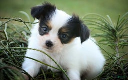 Papillon dogs for sale: Laramie - Image 5