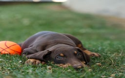 Doberman Pinscher dogs for sale: Duke - Image 1