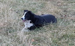 Great Pyrenees dogs for sale: Will - Image 3