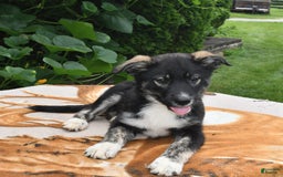 Norwegian Elkhound dogs for sale: Cody - Image 1