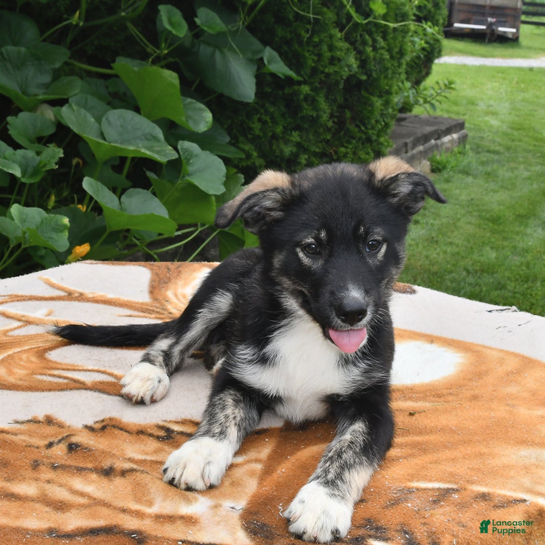 Norwegian Elkhound dogs for sale: Cody - Image 1