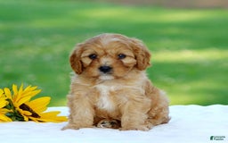 Cavapoo dogs for sale: Mac - Image 2